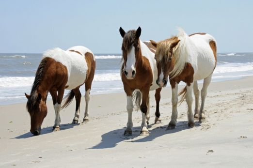 Assateague Ponies